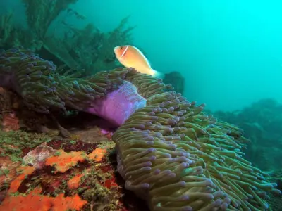 Skunk Anemonefish Scene