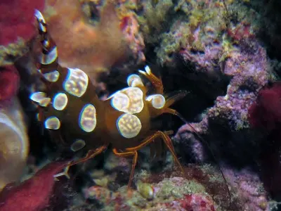 Squat Anemone Shrimp