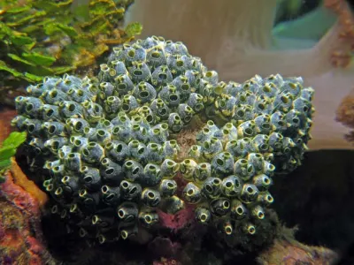 Star of Tunicates