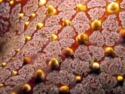Starfish View 2 Macro