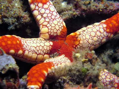 Starfish in Red