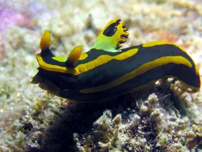 Tambja gabrielae