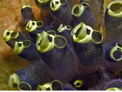 Tunicate Macro