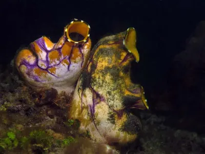 Tunicate Pair