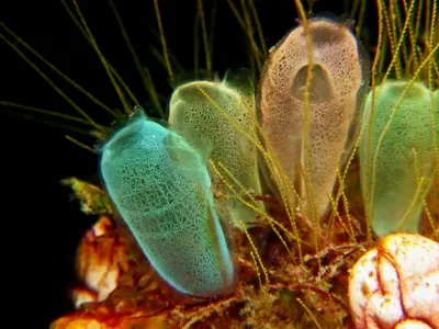 A Rainbow of Tunicates - Tunicates are marine animals that have a cylindrical or globular body and a rubbery or hard outer coat and two siphons to draw water into and out of the body.