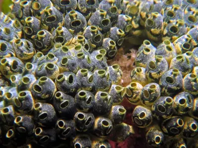 Tunicates Galore