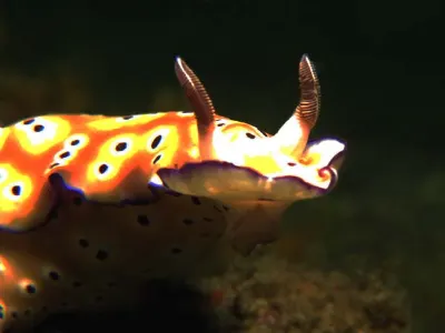 Tyroli Nudibranch