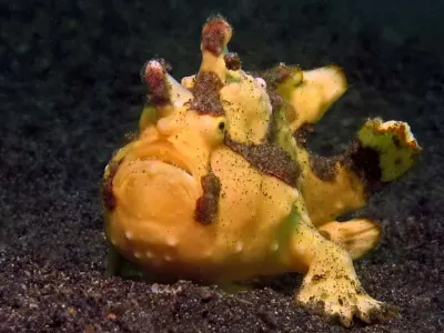 Warty FFrogfish
