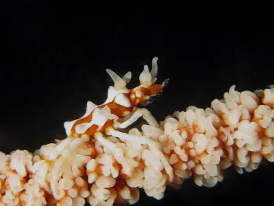 Whip Coral Shrimp