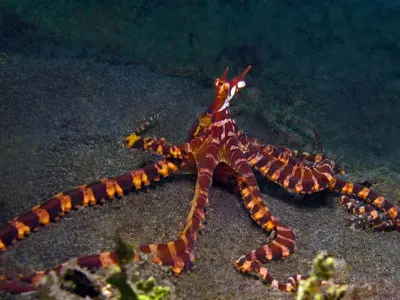Wonderpus Octopus