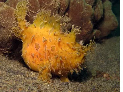 Yellow Shaggy FFrogfish