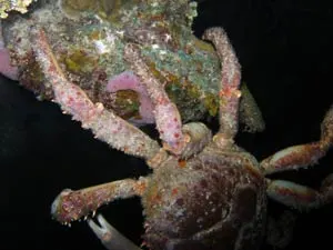 The crab dangled precariously from the precipice.