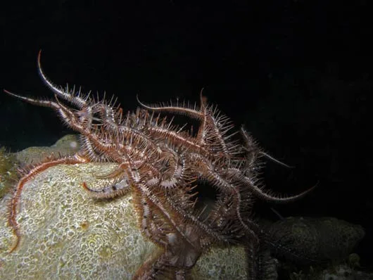 Brittle Starfish leave their sheltered lairs and congregate to participate in the annual ritual.