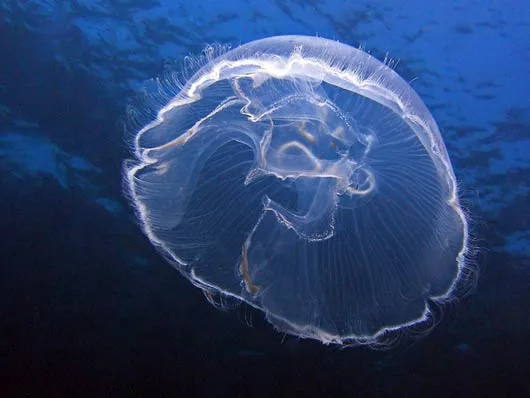 The ocean was alight with beautiful Moon Jellyfish.