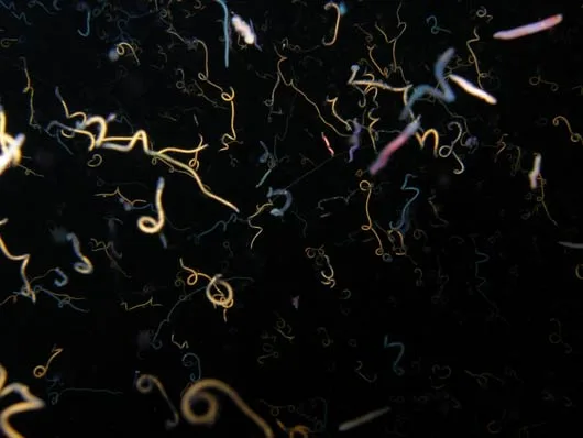 Only one's masked eyes and nose were free of the worms' insistence.